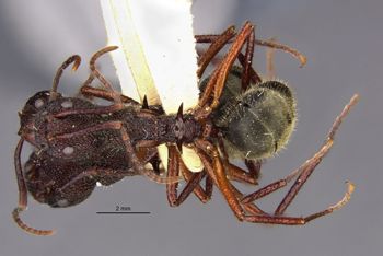Media type: image;   Entomology 21168 Aspect: habitus dorsal view